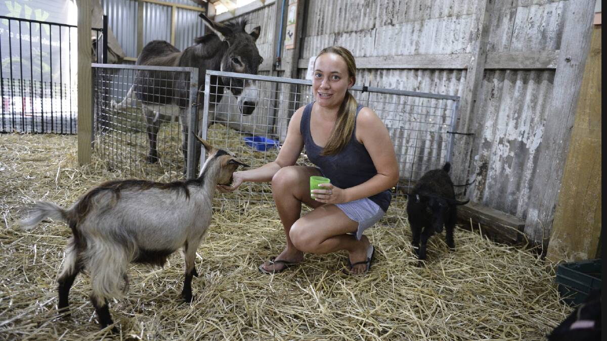 Zoe Marsh feeds a goat in the animal nursery at the 2017 Maitland Show. 
