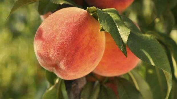 It’s time to feel peachy: the velvet summer fruit needs our help