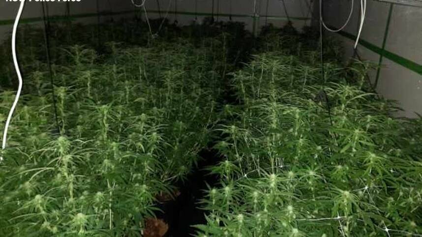 'SOPHISTICATED': Police seized the plants as part of a raid late last week. Picture: NSW Police