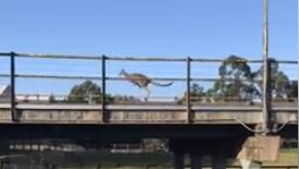 Why did the kangaroo cross the Long Bridge?