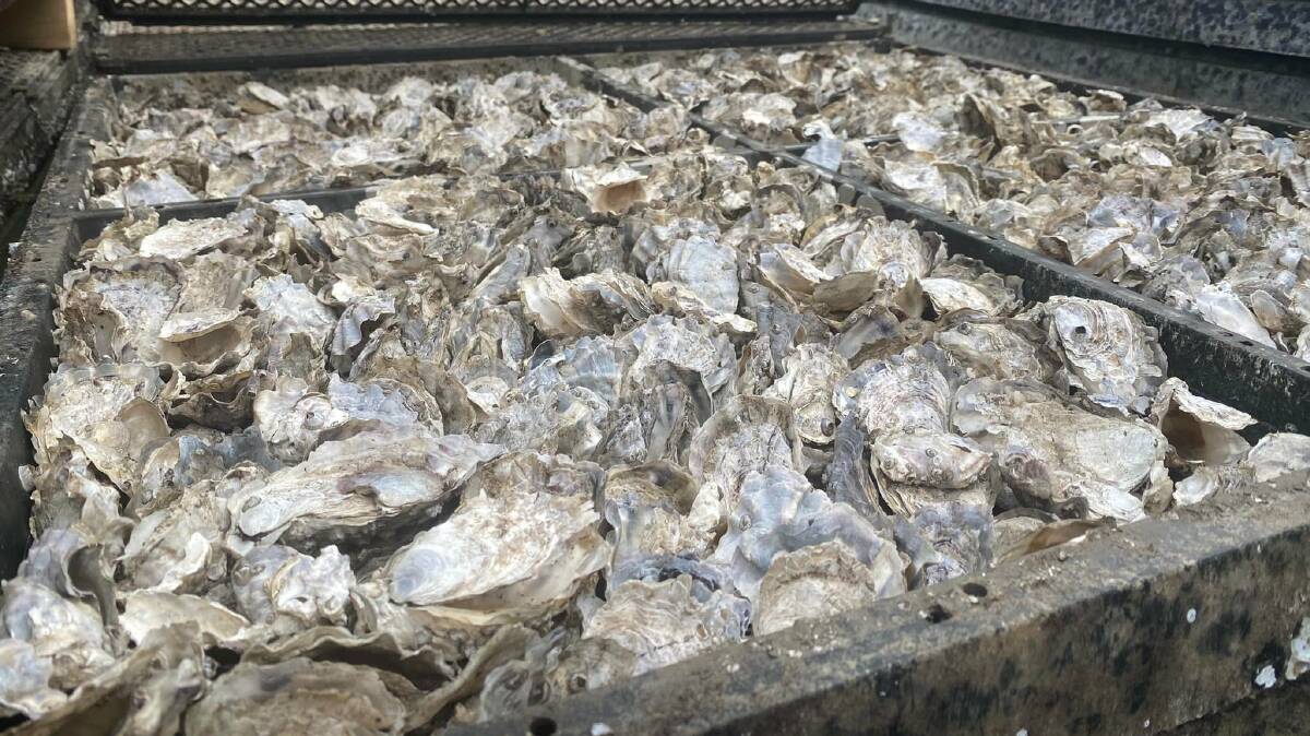 LOSS: A disease called QX has killed up to 100 per cent of the oysters in some areas of Port Stephens. Picture: Kate Washington MP
