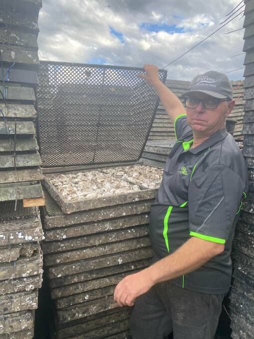 LOSS: Steven Cole from Cole Bros Oysters, Karuah, which has been impacted by the QX disease outbreak. Picture: Kate Washington MP