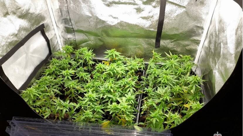 HIGH COST: The plants are estimated to have a street value of roughly $600,000. Picture: NSW Police