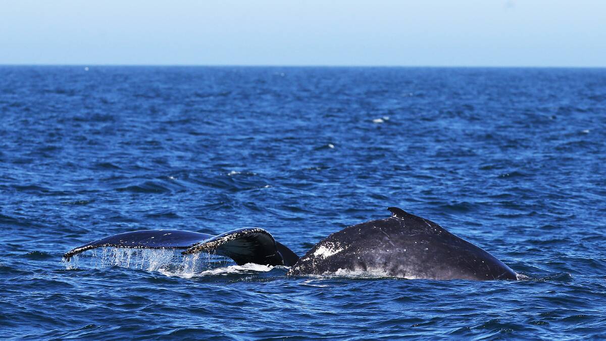 A whale of a time as calves return
