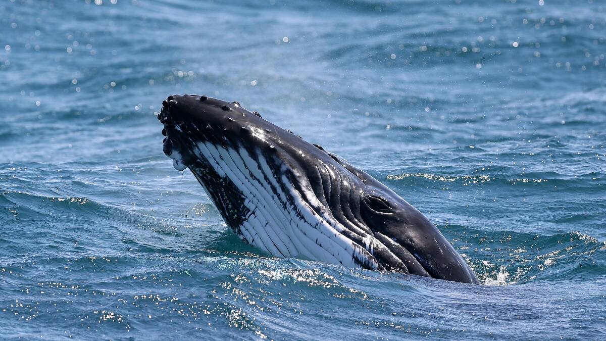 POPPING IN: Whales and their calves are moving past the coast off the Hunter. Pictures: Peter Lorimer