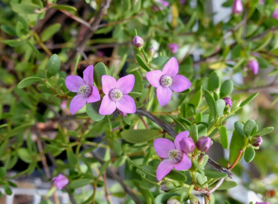 NATURAL DELIGHT: Ross Ferrier of Fingal Bay believes the natural flora, such as this boronia, trumps any need for a Fingal link road.