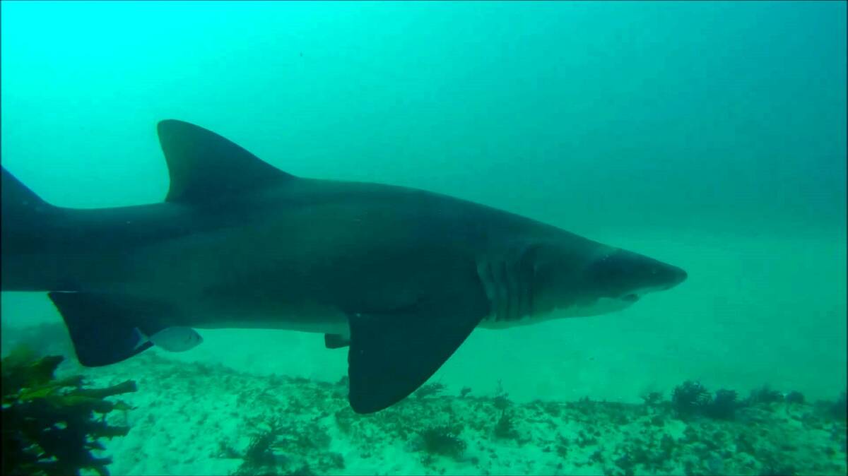 SANCTUARY: Marine biologist Alice Forrest says there has potentially been some recovery and increase in grey nurse shark population numbers, but they are still critically endangered.
