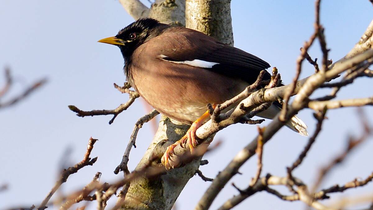 PEST: Annamaree Reisch says any serious program to address the myna problem must include financial support for trapping and removal of Myna nests.  