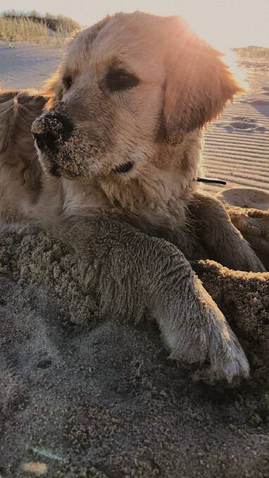 HAPPY: The adventures of Frank, the golden retriever pup, were captured at Stockton Beach  by Danelle Stevens.
