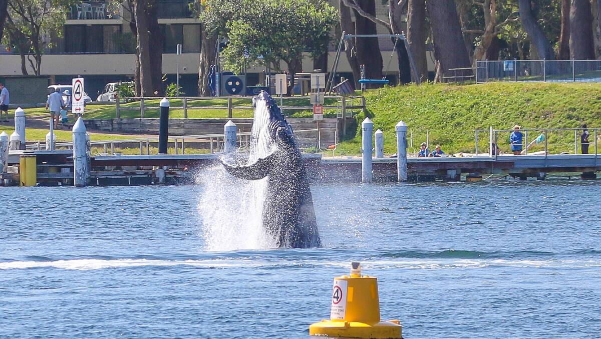 SIGHT: A humpback whale calf breached three times inside the Port off Little Beach recently, raising concerns about the proximity of jet skis. Picture: Leanne Maffesoni 