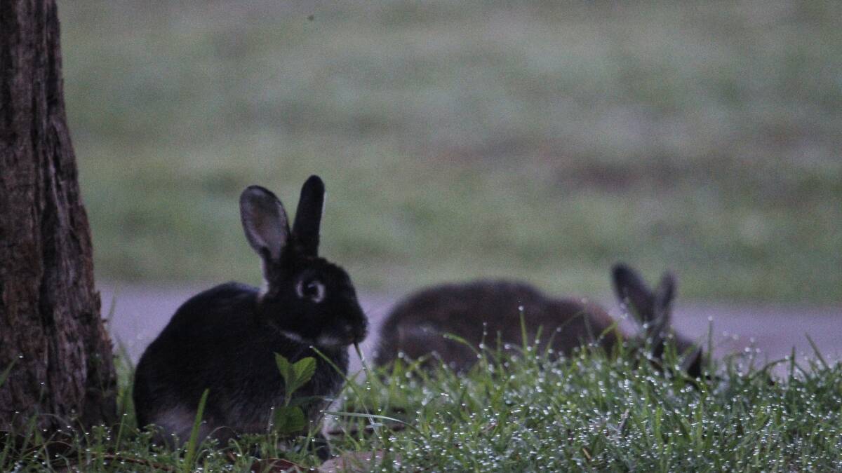 INVASION: Medowie's Val Pont wants to know who is responsible for curbing the rabbit population.