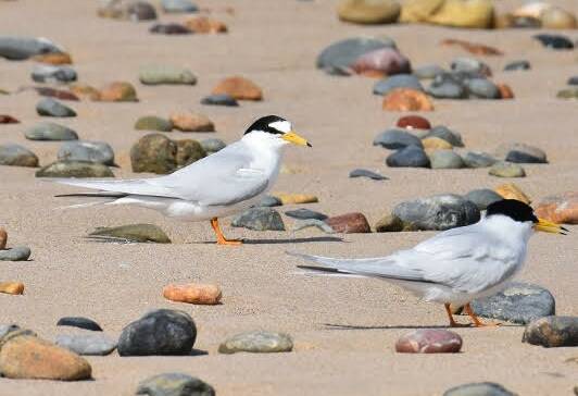 A pair of little terns. Picture by Karen Bettink, NPWS