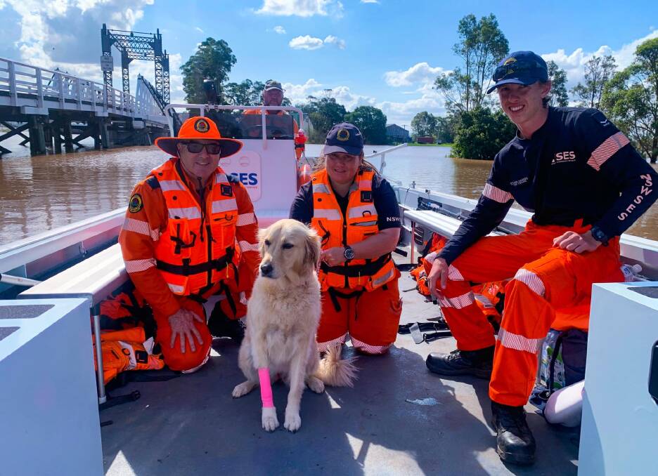 SUPPORT FOR ALL: Port Stephens SES transported Olive the golden retriever from Hinton to a vet in Morpeth and back on March 11 for a wounded paw.