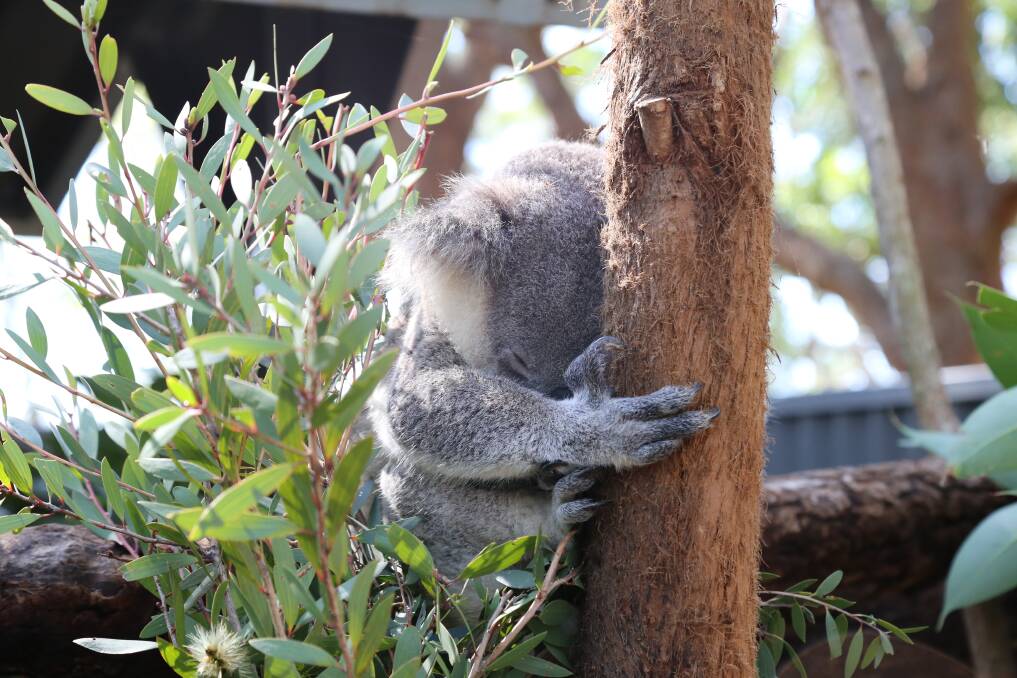 HELP: Concerns have been expressed that a koala hospital will do little to curb the decline in numbers while destruction of habitat continues.
