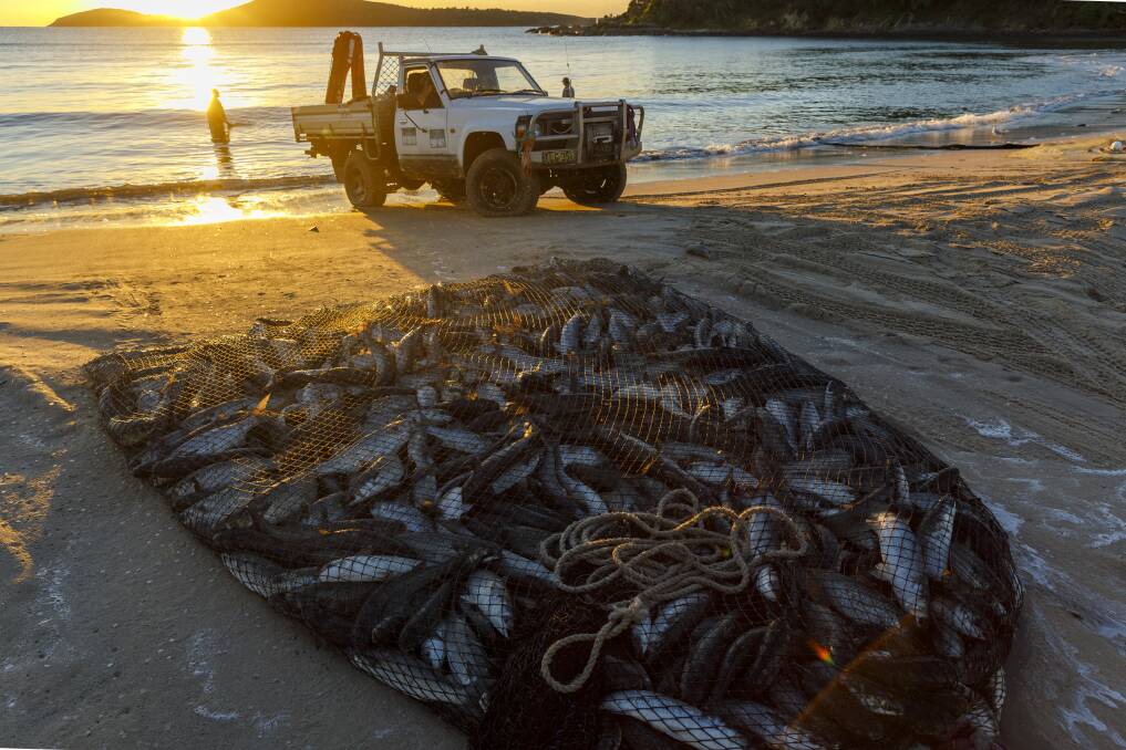PART OF LIFE: Colin Hay from Salamander Bay says the mullet haul is a basic reality in Port Stephens. Picture: Stephen Keating