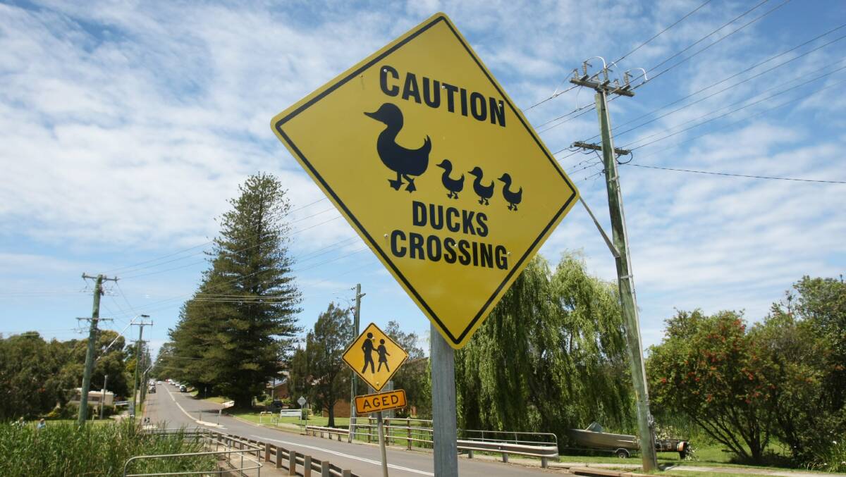 CAUTION: Shoal Bay resident Brian Russell suggests erecting a 'ducks crossing' sign on Government Road, Shoal Bay.