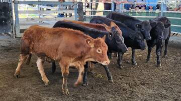 Vendors of the week were Junction Hill producers G and J Johnson who sold steer calves with black Limousin blood, 301 kg for 338c/kg or $1018. Photo supplied.