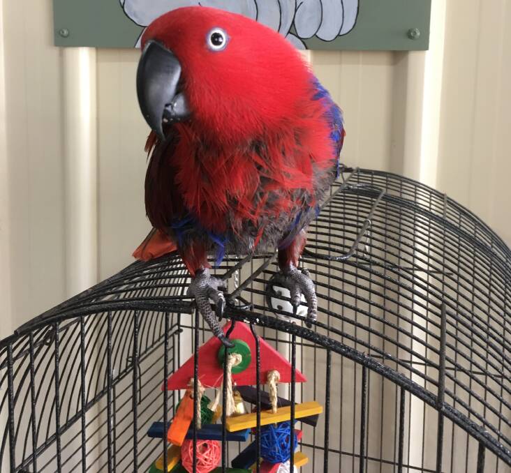 Happy menagerie: The Williams family have always loved animals and have their own collection, including this cute eclectus parrot. Photos: Supplied