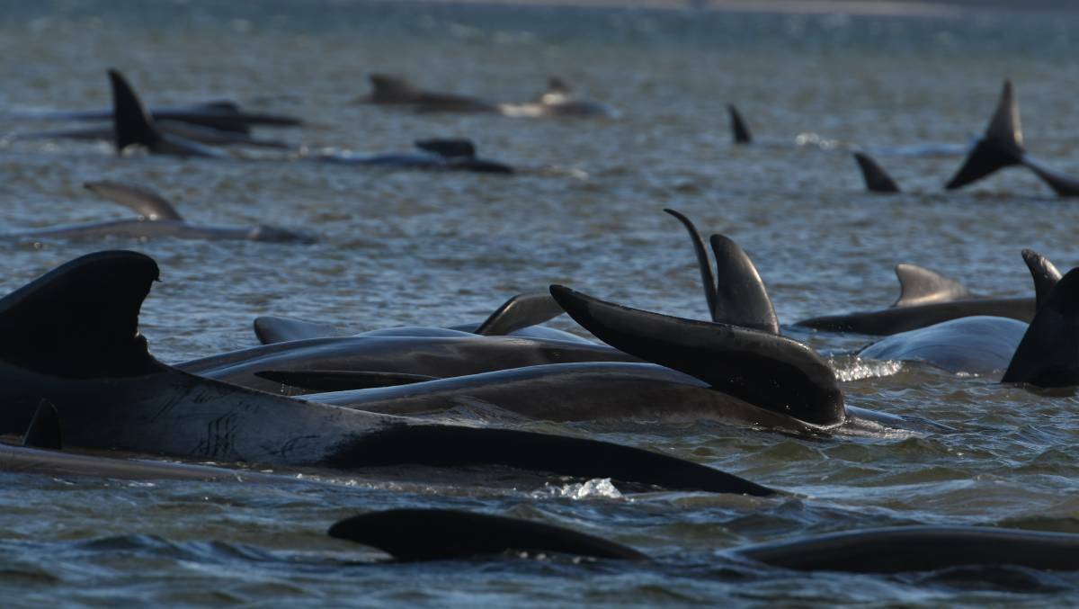 RESCUE EFFORT: About 250 whales stranded on the West Coast on Monday. Picture: Brodie Weeding