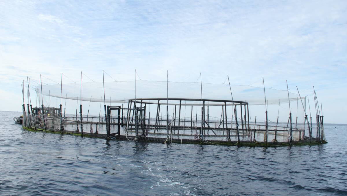 CONTROVERSIAL: One of the Huon Aquaculture fish farm sea cages in Port Stephens' marine park designed to hold 20,000 kingfish. Picture: Alex Druce