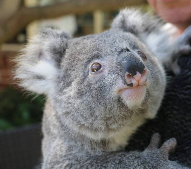 HOPE: Port Stephens Koalas is a quarter of the way to achieving its $10,000 goal.