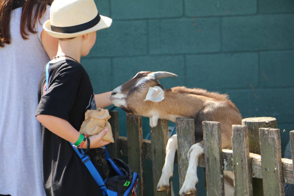 FAMILY FUN: A petting zoo is part of a full schedule of kid's entertainment these holidays.