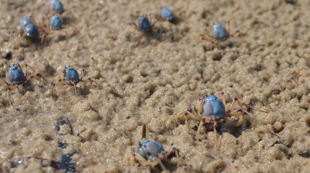 Soldier crabs have been quite active at Tanilba Bay