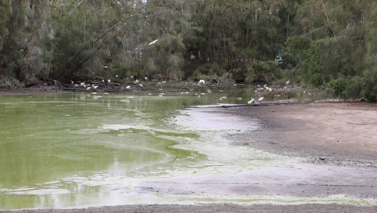 STEER CLEAR: There has been an outbreak of blue-green algae within Ross Wallbridge Reserve. Residents are advised to stay away, and keep their pets clear, of the affected bodies of water. Picture: Ellie-Marie Watts