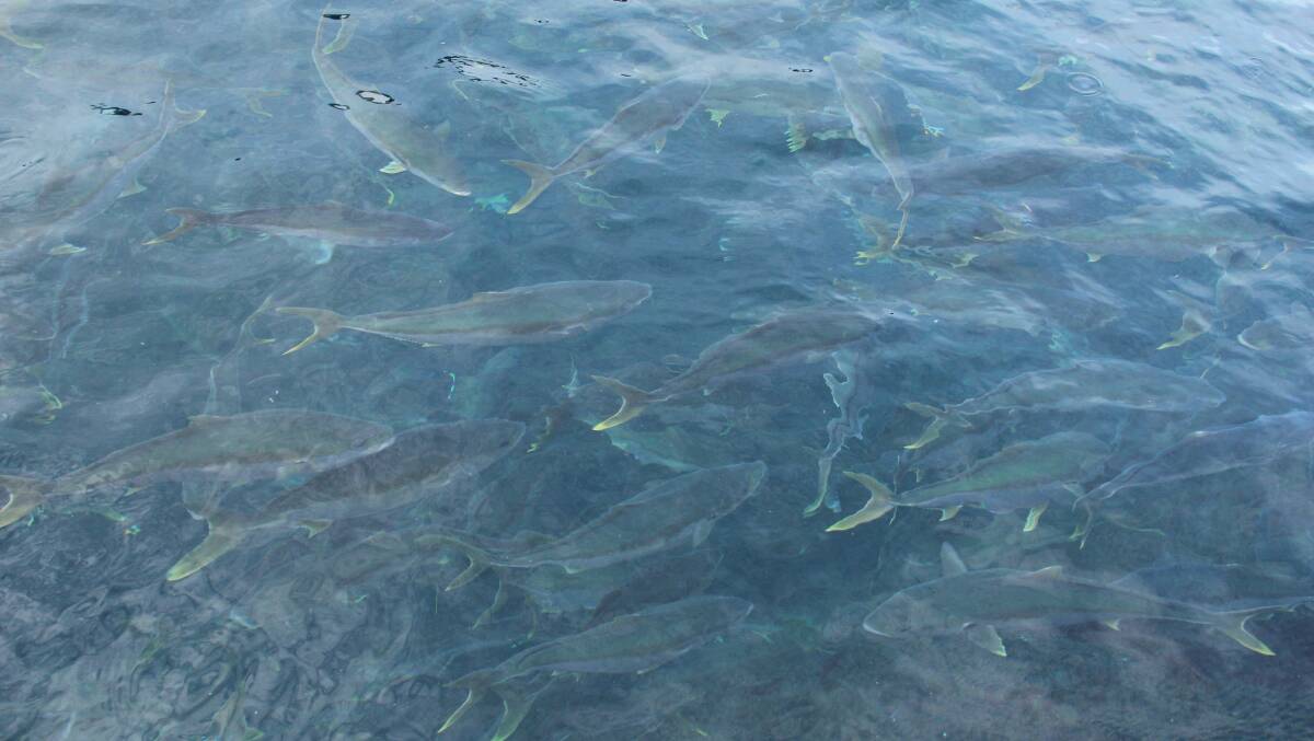 BOUNTY: Juvenile kingfish in one of the sea pens off Port Stephens  in August. Picture: Alex Druce