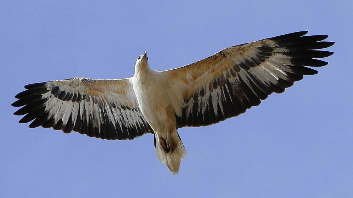 PRESENT: A file photo of a white bellied sea eagle. The species is known to frequent the Mambo Wanda Wetlands. Picture: Alan Fairley