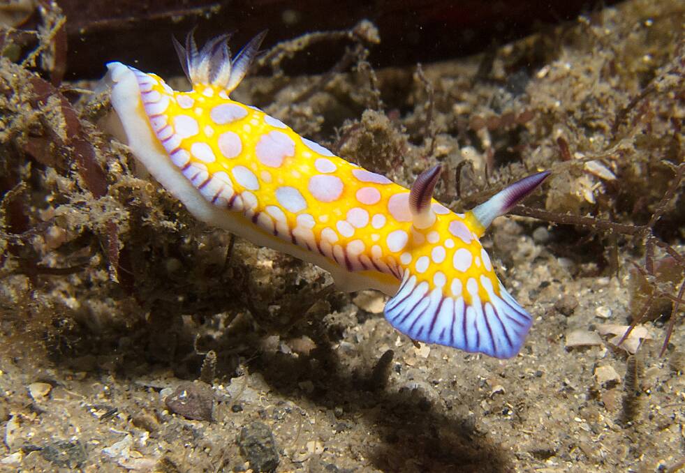 A collection of nudibranch photos from past and present.