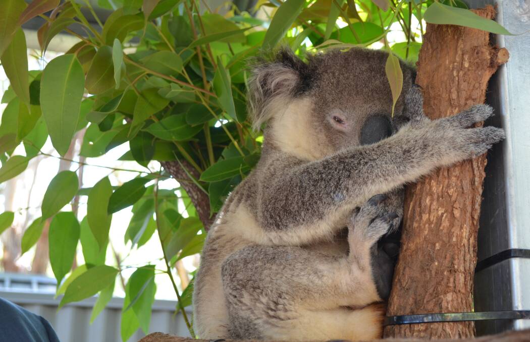 HEALING: One of the koalas in care at the rehabiltation pens.