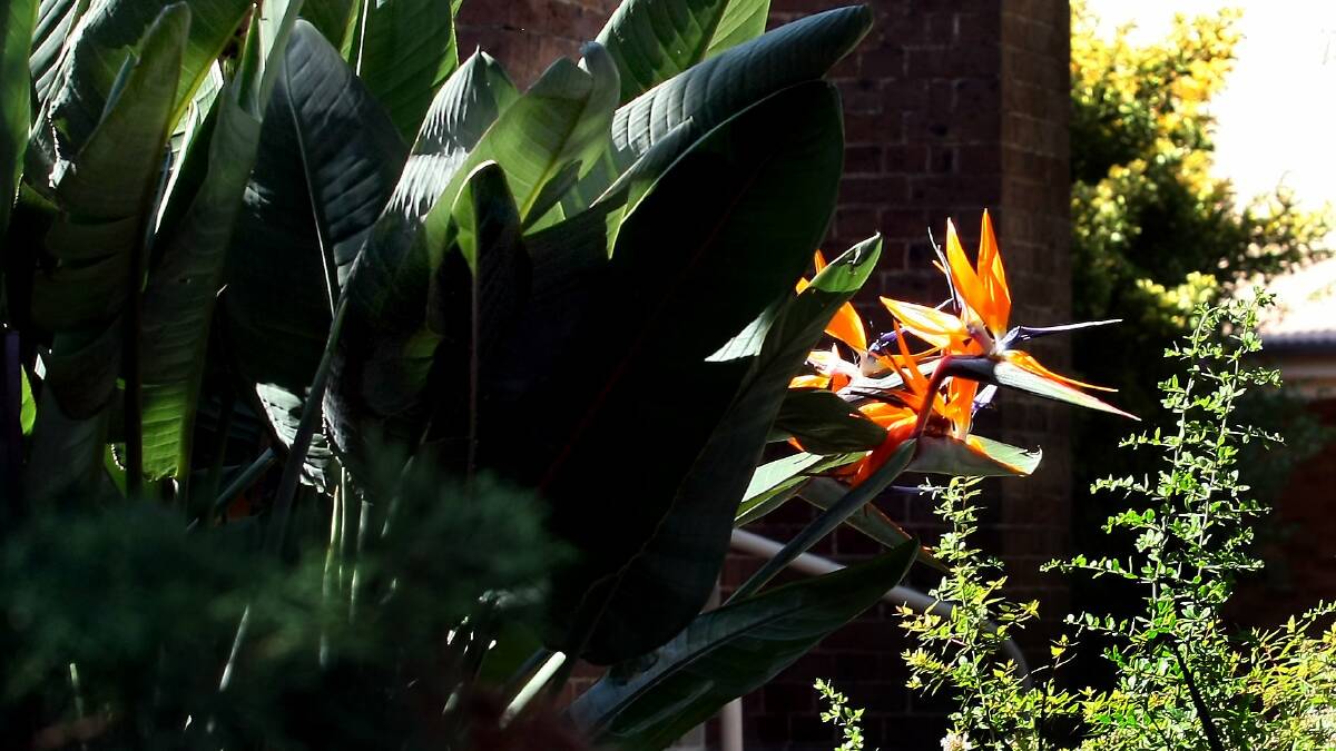 STRIKING: From the Fairfax archives is this file photo of some bird of paradise flowers.