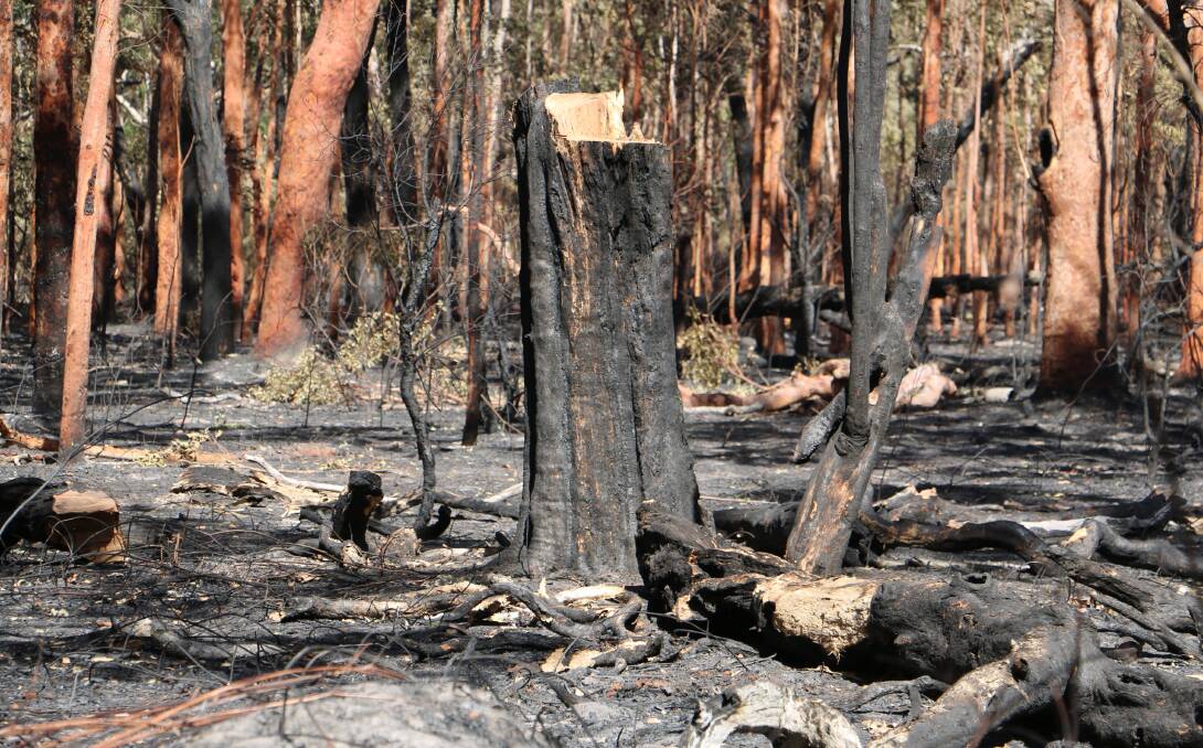 AFTER: A section of National Park at Campvale that was subject to back burning. NSW RFS volunteers have since moved back through the area to mop up any smouldering logs. Picture: Sam Norris