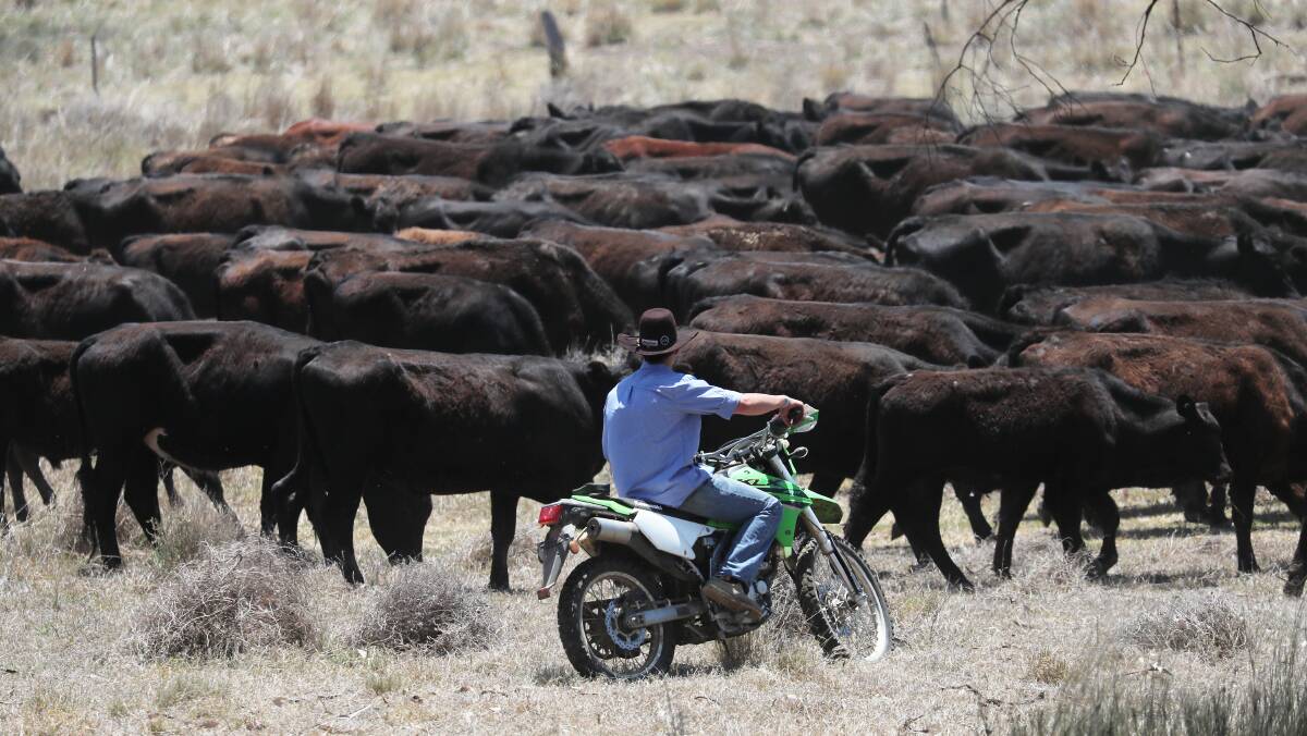 A farmer mustering cattle on a drought-affected property in the Upper Hunter in October. Picture by Peter Lorimer
