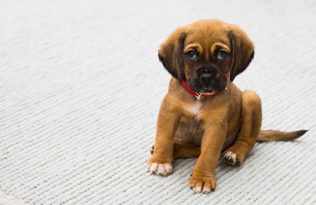 BUYER BEWARE: Scamwatch has seen a recent spike in puppy scams and in April reports were almost five times higher than the average, with losses on track to exceed the 2019 total of $360,000. 