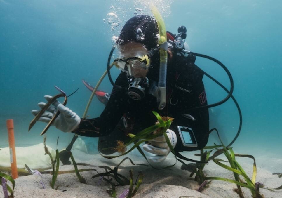 Regeneration: UNSW Science's Giulia Ferretto planting Posidonia australis into old boat mooring scars in Port Stephens. More photos on the Examiner's website. Photo: Grumpy Turtle Creative/UNSW.