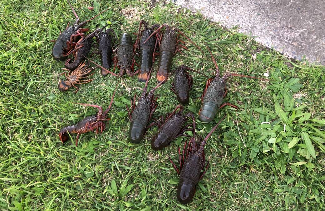 Ill-gotten gain: Some of the lobsters that Fisheries officers seized from the men at Port Stephens. Picture: NSW DPI