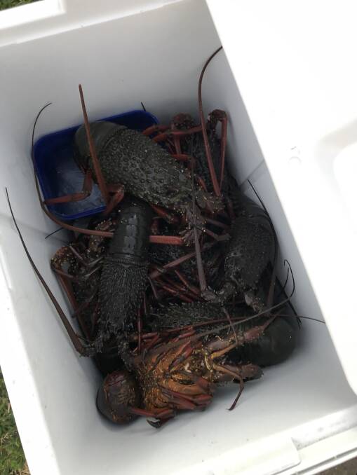 Alleged Port Stephens lobster poachers face $44,000 fines