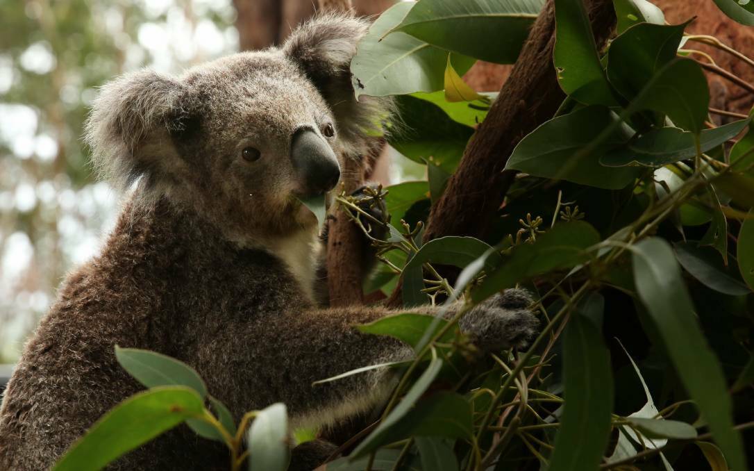 Elusive: Drones successfully completed a koala survey.