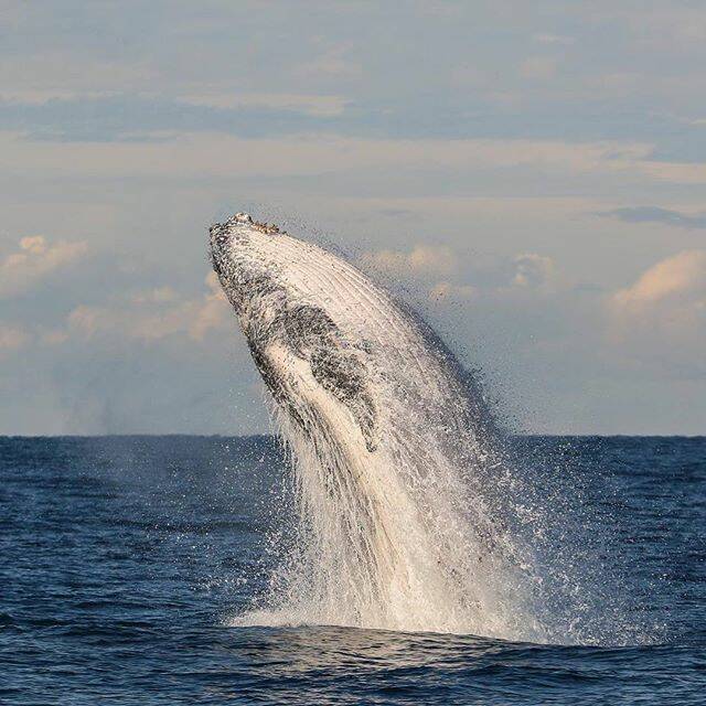 Send the Examiner your Port Stephens whale photos, or use the hashtag #PortWhales2016 when posting photos to social media.