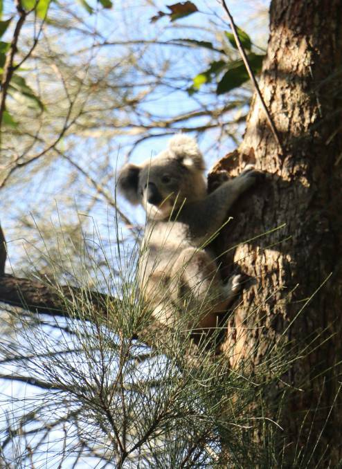 IN DANGER: Ensuing the future of habitats are vital to the koala population in Port Stephens.