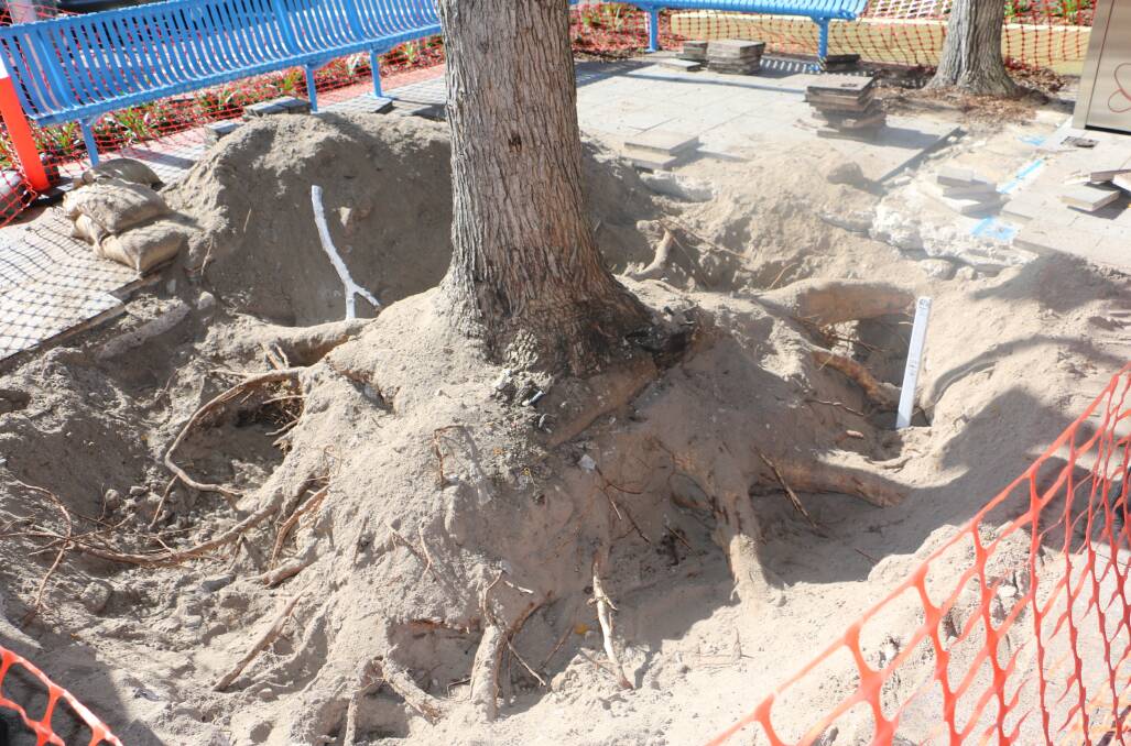 The exposed roots of the tree destined to be removed by Port Stephens Council.