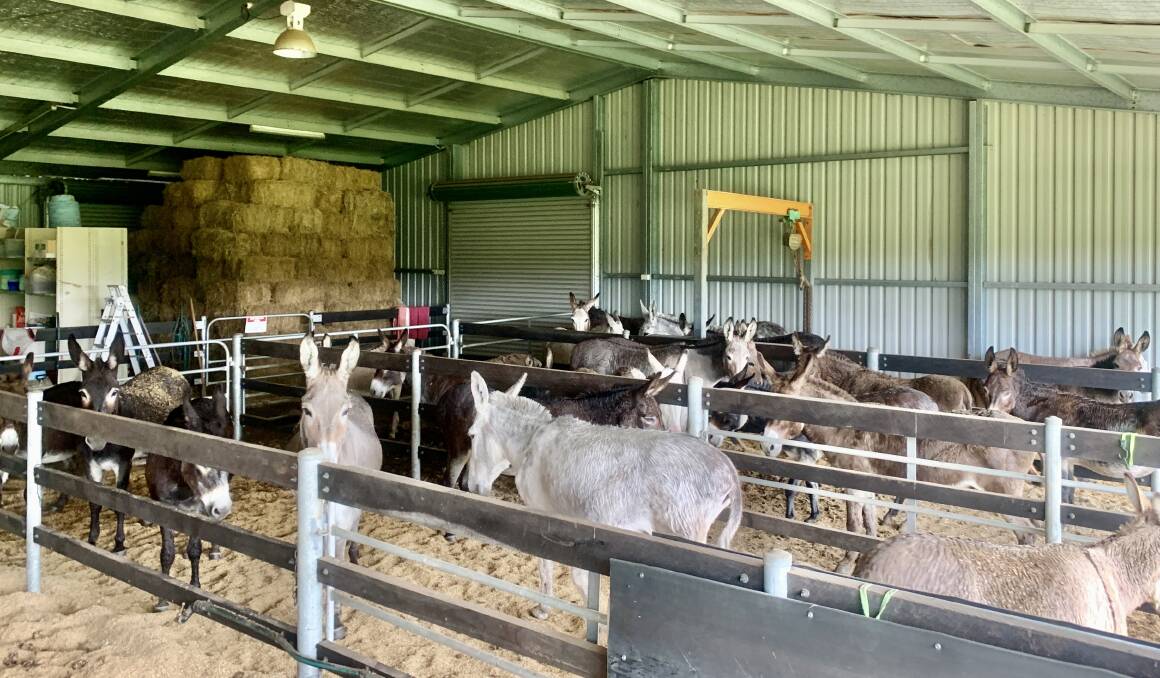 SAFE & SOUND: Just a few of the main herd of donkeys taking shelter inside the icu complex. Picture: Supplied