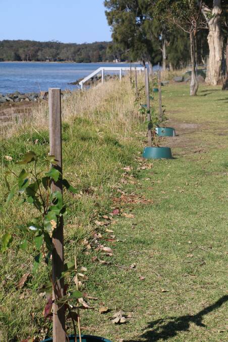 NEW PLANTINGS: Port Stephens Council will re-site some of the koala feed trees planted by Tilligerry Landcare group in Peace Park at Tanilba Bay.