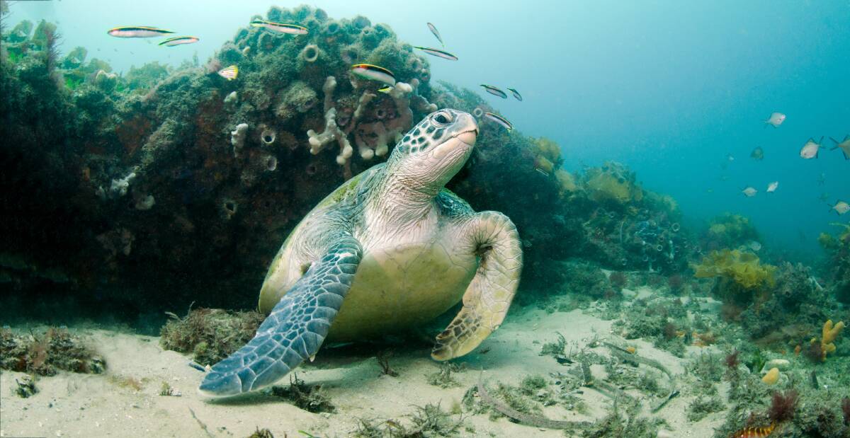 Creatures of the Port Stephens-Great Lakes Marine Park. Pictures by Nelson Bay diver and photographer Malcolm Nobbs.