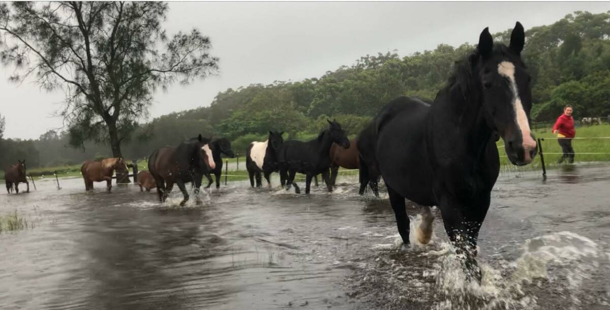 HEAD FOR HIGHER GROUND: Some of the 30 horses heading for higher ground to escape the floods at the Hunter Horse Haven property on Gan Gan Road at Anna Bay. Pictures: Supplied