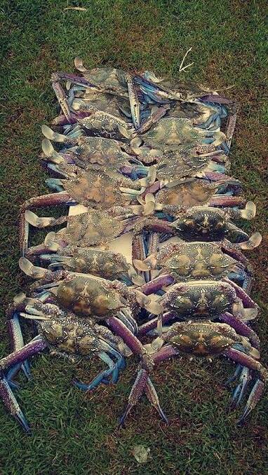 CRABBING: Blue swimmer crabs are on the move in Port Stephens.