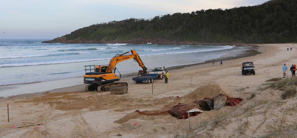 National Parks staff work to remove the whale carcass from One Mile Beach.