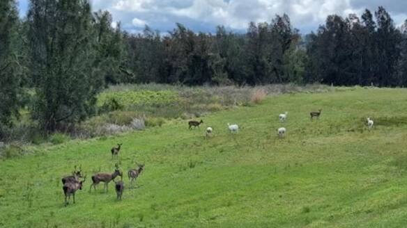 NUMBERS: Some of the deer in a Raymond Terrace paddock. Picture: Supplied